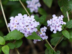 Lantana megapotamica