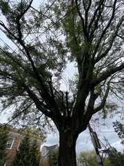 Gleditsia triacanthos