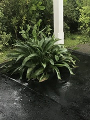 Aspidistra elatior