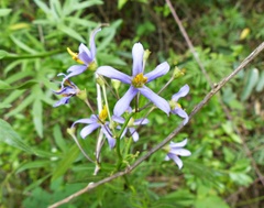 Solanum angustifidum
