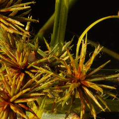 Cyperus lancastriensis