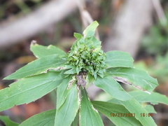 Rhopalomyia capitata