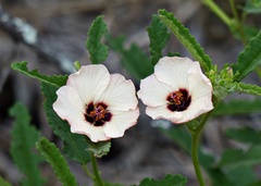 Pavonia betonicaefolia