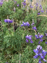 Lupinus mutabilis