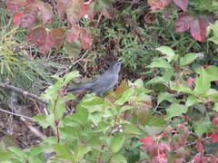 Dumetella carolinensis