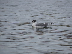 Leucophaeus pipixcan