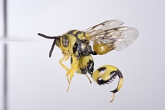 Conura amoena
