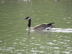 Branta canadensis