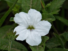 Ruellia geminiflora