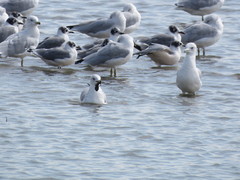 Larus delawarensis