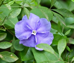 Brunfelsia australis