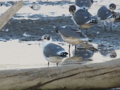 Leucophaeus pipixcan