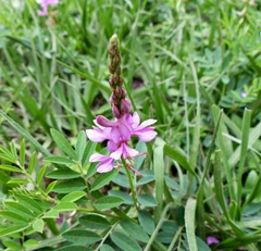 Indigofera guaranitica