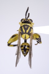 Conura amoena
