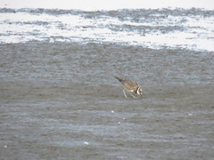 Charadrius vociferus