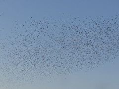 Sturnus vulgaris