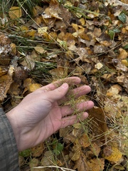Equisetum pratense image
