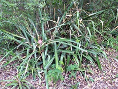 Ananas comosus bracteatus