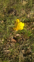 Oenothera serrulata