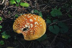 Amanita muscaria