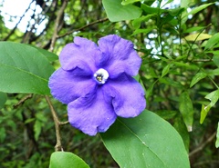 Brunfelsia australis