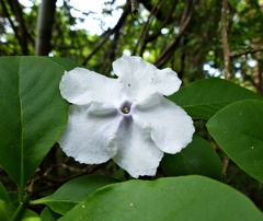 Brunfelsia australis