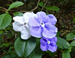Brunfelsia australis
