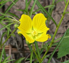Ludwigia bonariensis