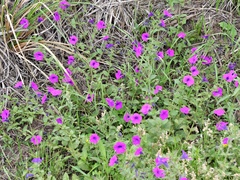 Petunia integrifolia