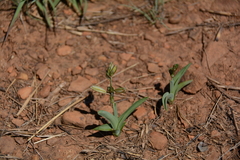 Chlorophytum trichophlebium