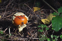 Amanita muscaria
