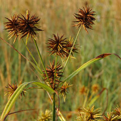 Cyperus lancastriensis