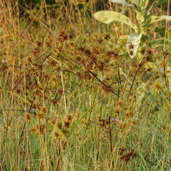 Cyperus lancastriensis