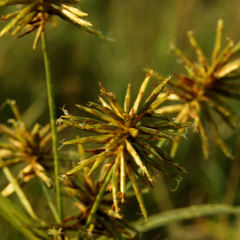 Cyperus lancastriensis