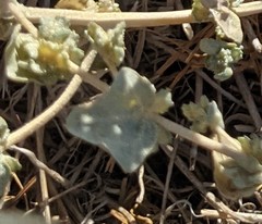 Atriplex argentea