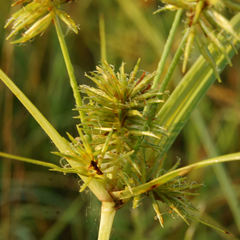 Cyperus lancastriensis