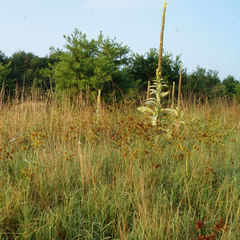 Cyperus lancastriensis