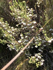 Erica cumuliflora
