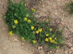 Lotononis involucrata