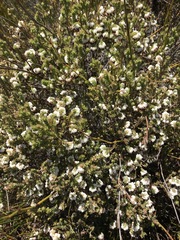 Erica cumuliflora