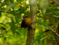 Conopophaga melanops