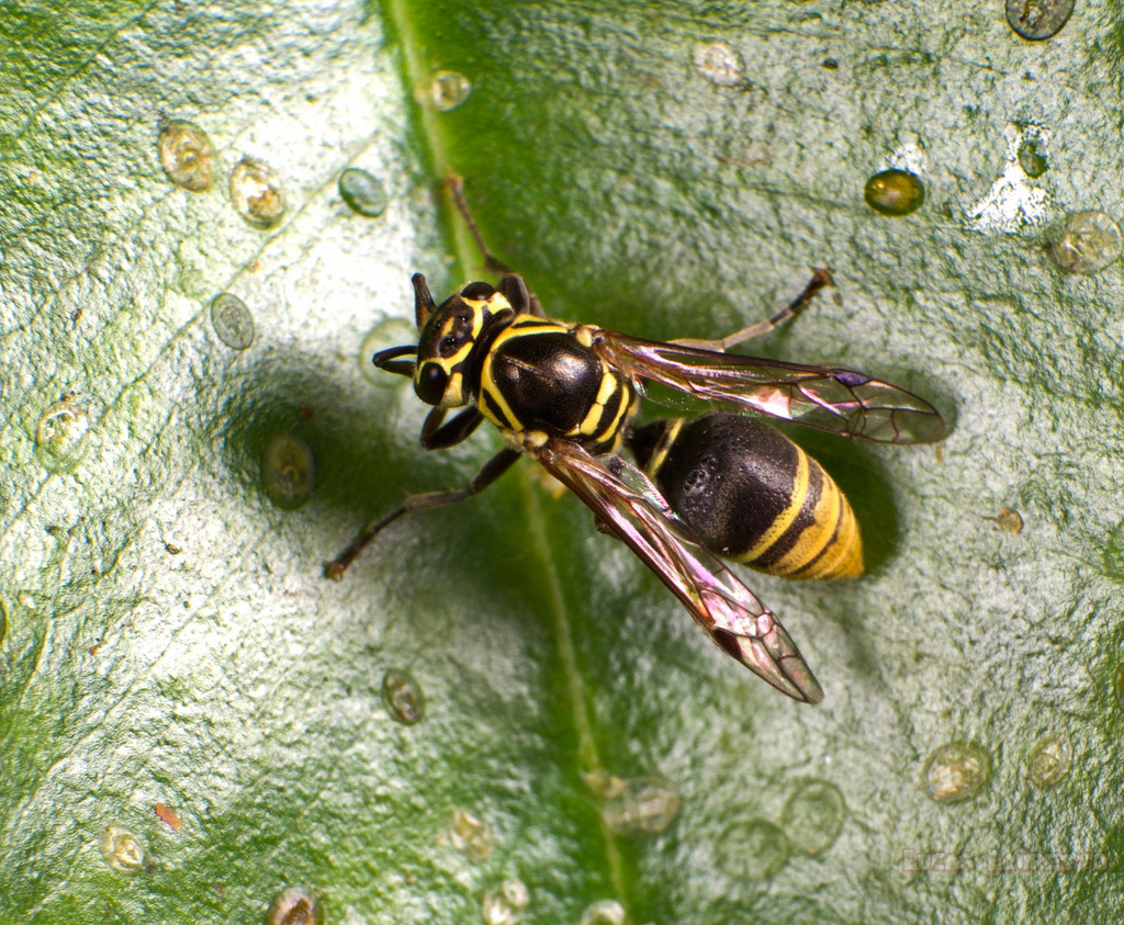 Protonectarina sylveirae
