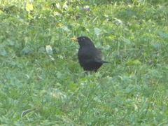 Turdus merula