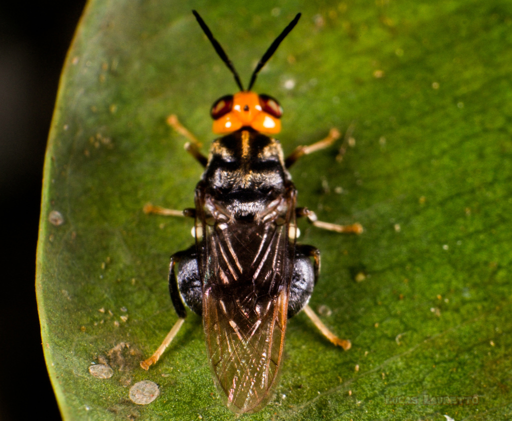Cyphomyia gracilicornis