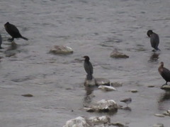 Nannopterum brasilianum