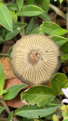 Psathyrellaceae