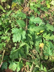 Heracleum sosnowskyi