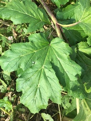 Heracleum sosnowskyi