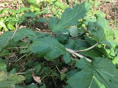 Heracleum sosnowskyi