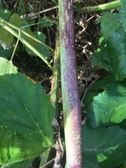 Heracleum sosnowskyi